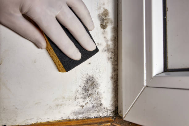 Best Basement Mold Removal  in Dunnavant, AL